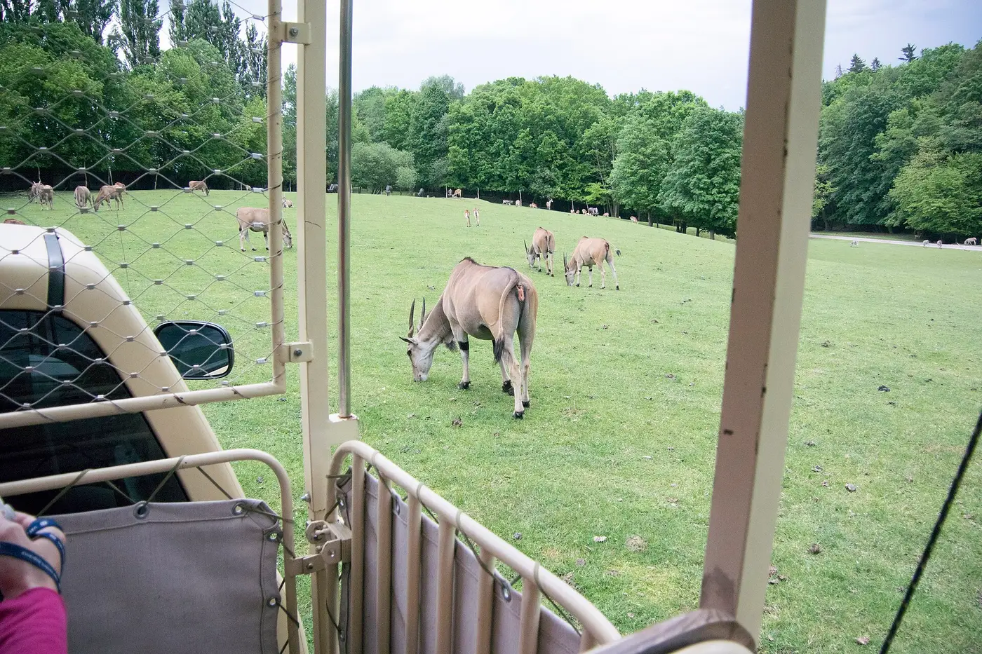 Safaripark Dvůr Králové, foto 2