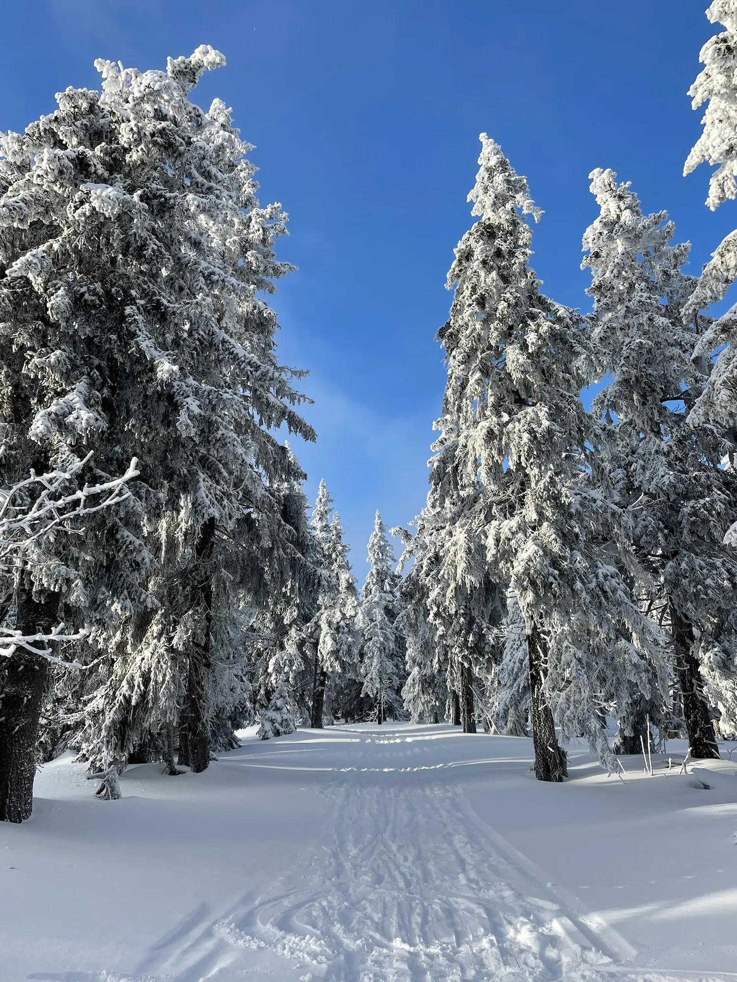 Langlaufloipe door het besneeuwde dennenbos in het Reuzengebergte, Tsjechië